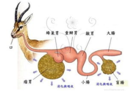 一条反刍的狗,揭秘狗狗为何吐出未消化食物