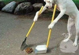 梦到屎,屎的象征与启示