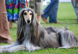 阿富汗犬价格,品质与价值并重的投资选择