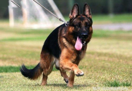 养德国牧羊犬的优点与缺点是什么呢,忠诚与活力的守护者，了解其优缺点