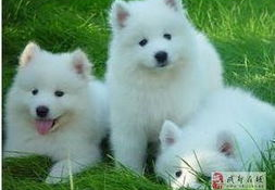 萨摩耶是家狗还是宠物狗,家犬与宠物狗的双重身份